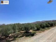 Sivas Professioneller Olivenhain in Anadasmos Siva– Gelegenheit zur landwirtschaftlichen Nutzung und Gewächshausprojekt Grundstück